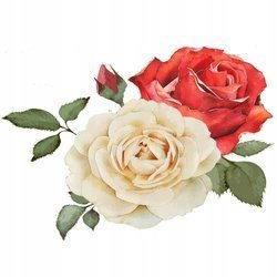 Naklejka na ścianę Kwiaty Piwonie królewskie róże w barwach bieli i czerwieni 90 cm na 60 cm
